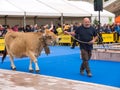 OVIEDO, SPAIN - May 12, 2018: ÃÂ¡ows and bulls best in its breed Royalty Free Stock Photo